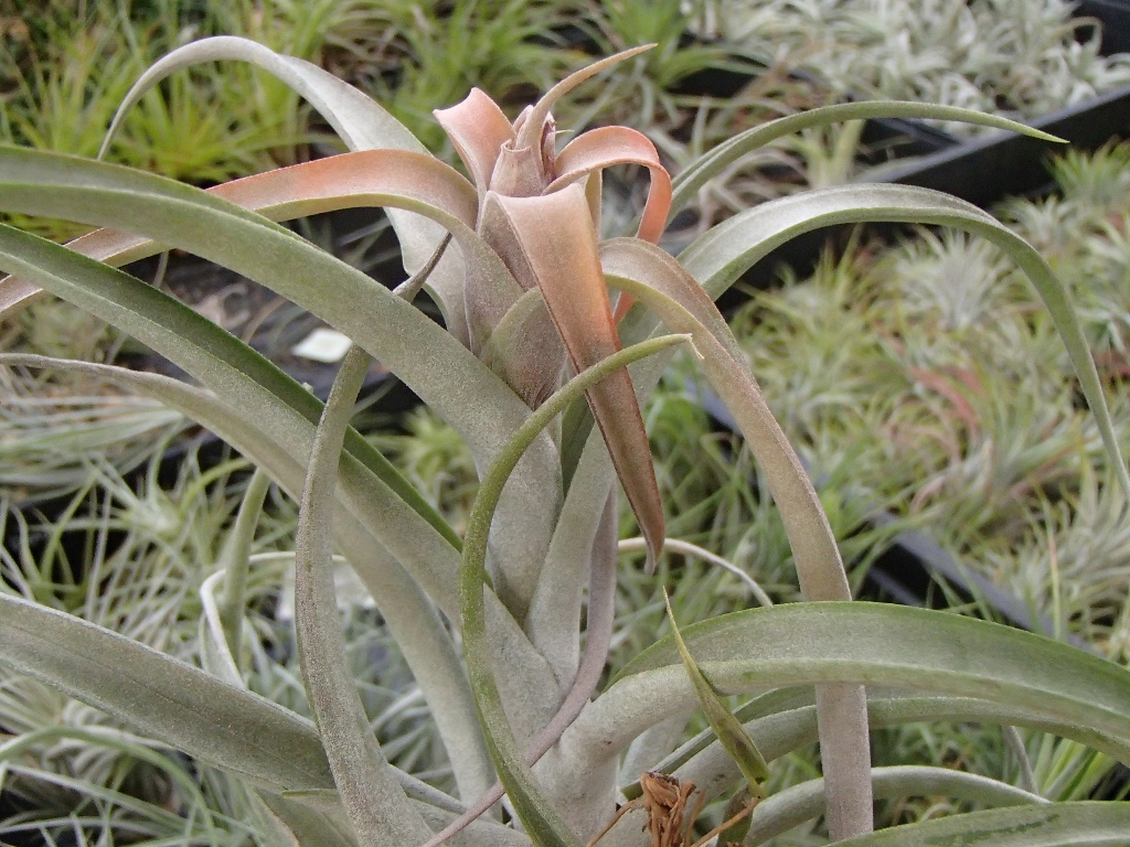 Tillandsia Rio Hondoensis